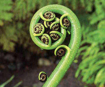 koru
